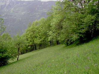 Eichenwald im Mai