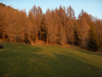 Lärchenwald in der Abendsonne