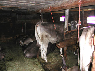 Rinder im Maiensäss-Stall