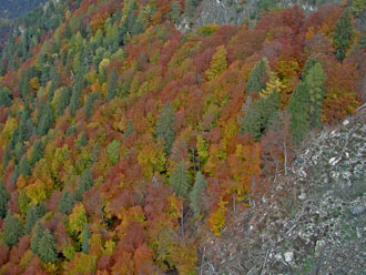 Herbstwald über dem Rhein