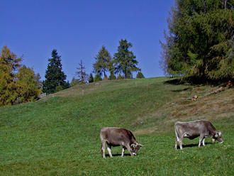 Rinder im Herbst in Sableun