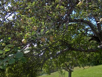 Obstbaum in Tit